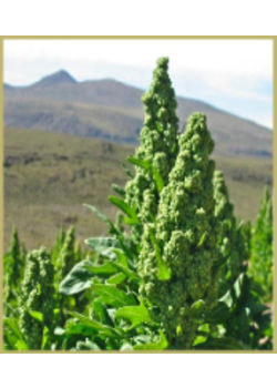 Quinuaflager Aurion - 750 gram