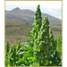 Quinuaflager Aurion - 750 gram